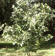 Prunus Africana